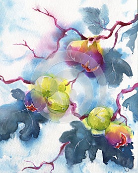 Watercolor painting of ripe figs on the branch