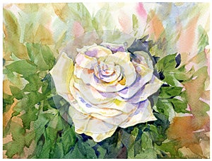 Watercolor painting of rose