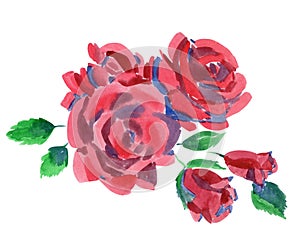 Watercolor painting rose flower isolated on white