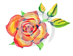 Watercolor painting rose flower isolated on white