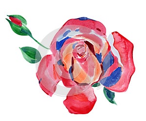 Watercolor painting rose flower isolated on white
