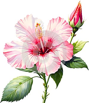 Watercolor painting of Rose of Sharon flower. AI-Generated. photo