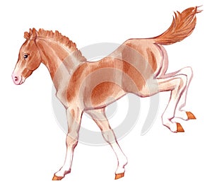 Watercolor painting of running red foal.