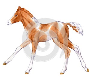 Watercolor painting of running spotted foal.