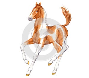 Watercolor painting of running spotted  red and white foal.