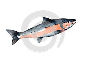 Watercolor and painting salmon fish element. Sea animal Illustration isolated on white background photo