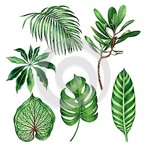 Watercolor painting set monstera coconut,palm leaf,green leaves isolated on white background.Watercolor hand painted illustration