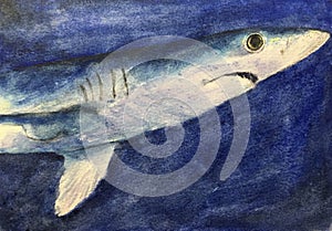 watercolor painting of shark