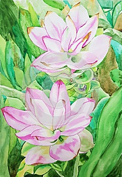 Watercolor painting of siam tulip flowers and leaves