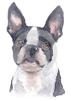 Watercolor painting of a small dog, black and white fur breed, Boston Terrier 082