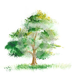 Acuarela la pintura de un árbol 