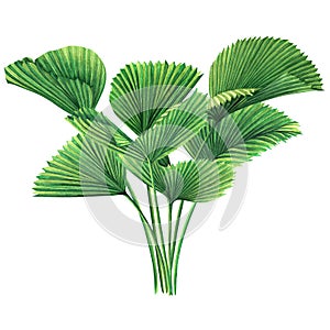 Watercolor painting tree coconut,palm leaf,green leaves isolated on white background.Watercolor hand drawn illustration tropical e