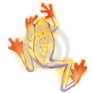 Watercolor painting of tree frog isolated on white background.