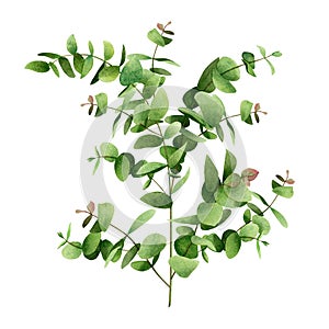 Watercolor painting tree green leaf,eucalyptus branches leaves isolated on white background.Watercolor illustration tropical,aloha