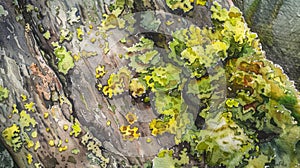A watercolor painting of a tree trunk covered in vibrant green moss and tiny flecks of yellow lichen. photo