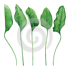 Watercolor painting tropical green leaves,palm leaf isolated on white background.Watercolor hand painted illustration tropical exo