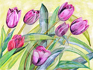 Watercolor painting tulips