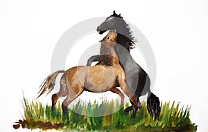 Watercolor painting of two horses playing