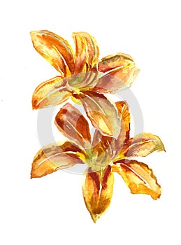 Watercolor painting of two red lilies