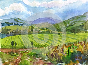 Watercolor painting of vineyard