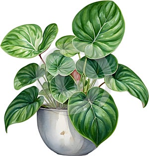 Watercolor painting of the Watermelon Peperomia Plant.