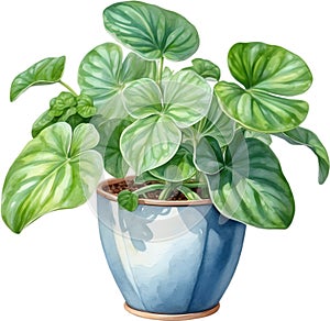 Watercolor painting of the Watermelon Peperomia Plant.