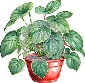 Watercolor painting of the Watermelon Peperomia Plant.