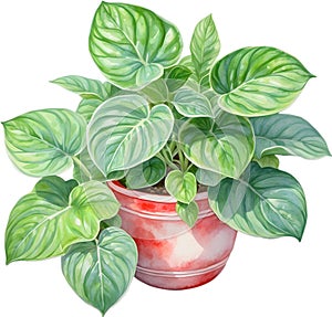 Watercolor painting of the Watermelon Peperomia Plant.