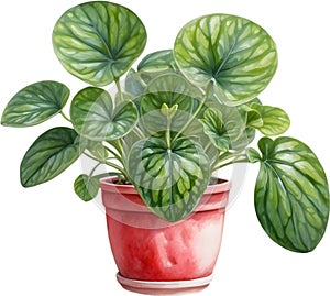 Watercolor painting of the Watermelon Peperomia Plant.