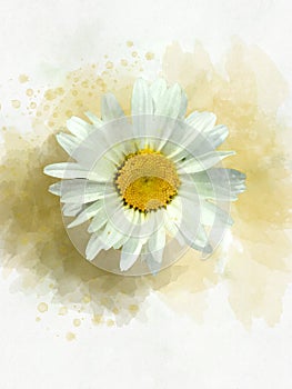 Watercolor painting of a wild daisy flower. Floral illustration