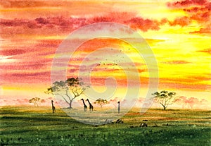 Watercolor Painting - Wild Firaffe and Zebra  with twilight, in Africa Field