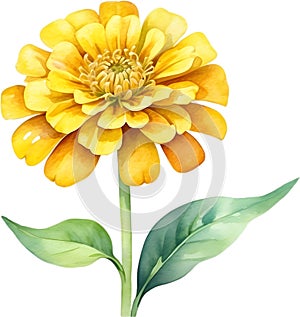 Watercolor painting of a Zinnia (Zinnia elegans) flower. AI-Generated.