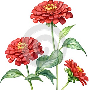 Watercolor painting of a Zinnia (Zinnia elegans) flower. AI-Generated.