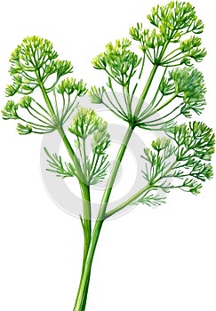 Watercolor paintings of Dill and flowers. Ai-Generated.