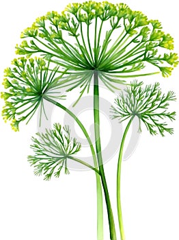 Watercolor paintings of Dill and flowers. Ai-Generated.