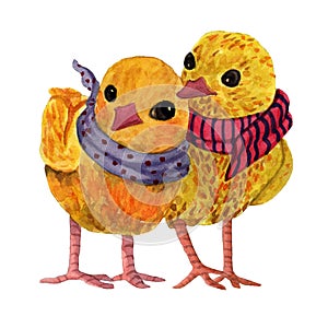 Watercolor pair of yellow chickens in scarfs in cartoon style isolated