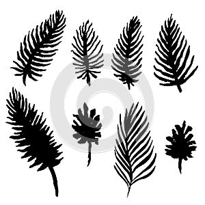 Watercolor palm tree leaves set. Black and white fronds collection. Vector illustration isolated on white background.