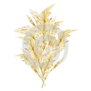 Watercolor pampas graas bouquet. Wild floral for design boho and modern style . Panicle Cortaderia selloana South America