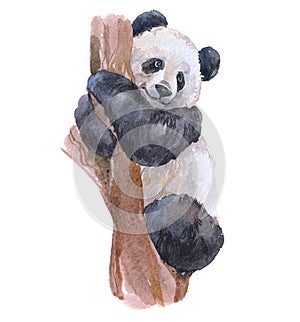 Watercolor panda  animal