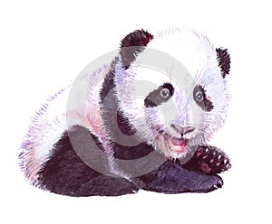 Watercolor panda bear animal illustration isolated