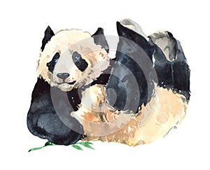 Watercolor panda bear animal illustration isolated