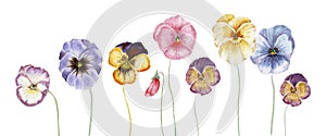 Watercolor pansy flowers