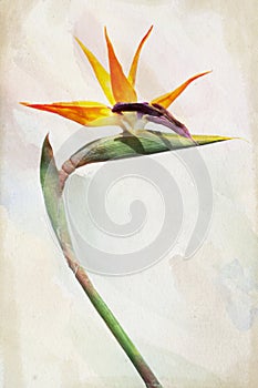 Watercolor paradise bird flower (Strelitzia)