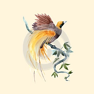Watercolor paradise bird vector illustration