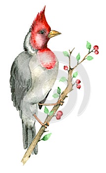 Watercolor parrot bird
