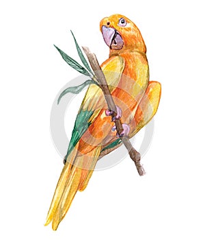 Watercolor parrot  bird animal