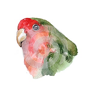 Watercolor Parrot cockatiel isolated