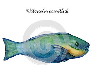 Watercolor parrotfish. Hand painted aquatic animal isolated on white background. Underwater illustration with tropical