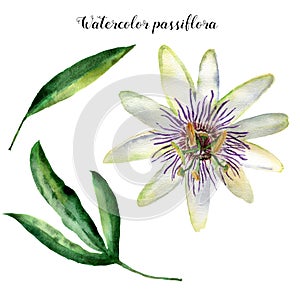 Watercolor passiflora with leaves. Hand painted exotic floral illustration isolated on white background. Tropic flower