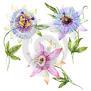 Watercolor passion flower